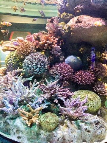 SEA LIFE Bangkok Ocean World | Life's Tidbits