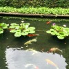 Koi Fish Pond at Jim Thompson House | Life’s Tidbits