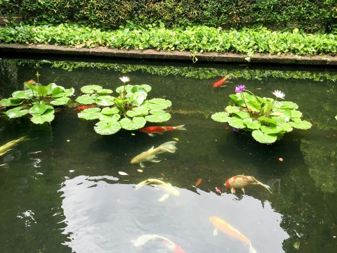 Koi Fish Pond at Jim Thompson House | Life's Tidbits