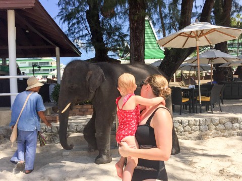 Baby elephant at Le Meridien Beach Resort in Phuket, Thailand | Life's Tidbits