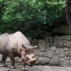 UenoZoo_Rhino