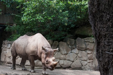 Ueno Zoo Rhino in Tokyo, Japan