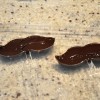 chocolatemolds