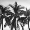 palmtrees_blackandwhite