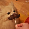 sophi_chocolatemustache