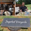 sugarleaf_vineyard