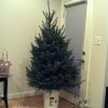 xmastree_home2012